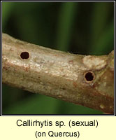 Callirhytis sp (sexual)