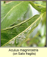 Aculus magnirostris