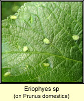 Eriophyes sp
