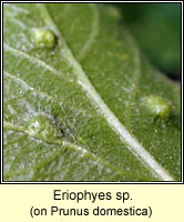 Eriophyes sp
