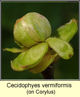 Cecidophyes vermiformis