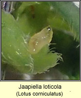 Jaapiella loticola