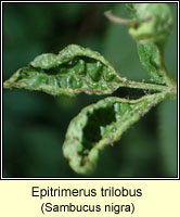 Epitrimerus trilobus