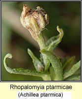 Rhopalomyia ptarmicae