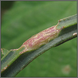 Hexomyza sarothamni