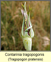 Contarinia tragopogonis