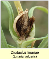 Diodaulus linariae