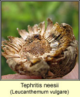 Tephritis neesii