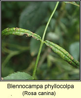 Blennocampa phyllocolpa