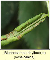 Blennocampa phyllocolpa