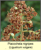 Placochela nigripes