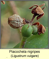 Placochela nigripes
