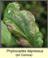 Phyllocoptes depressus