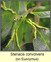 Stenacis convolvens (Stenacis euonymi)