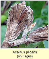 Acalitus plicans