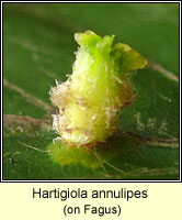 Hartigiola annulipes