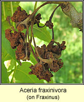 Aceria fraxinivora