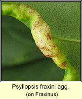 Psyllopsis fraxini agg