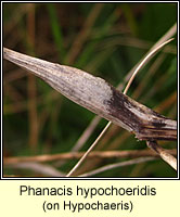 Phanacis hypochoeridis
