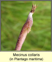 Mecinus collaris
