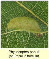 Phyllocoptes populi