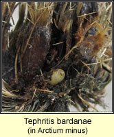 Tephritis bardanae