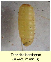 Tephritis bardanae