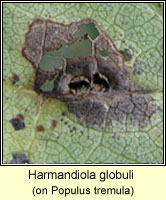 Harmandiola globuli