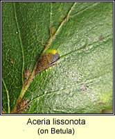 Aceria lissonota