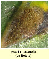 Aceria lissonota