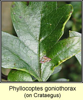 Phyllocoptes goniothorax