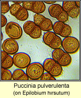 Puccinia pulverulenta