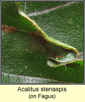 Acalitus stenaspis