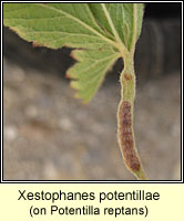 Xestophanes potentillae