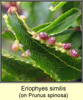 Eriophyes similis