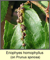 Eriophyes homophyllus