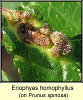 Eriophyes homophyllus