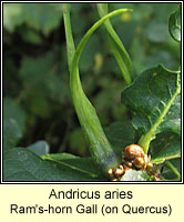 Andricus aries, Ram's-horn Gall