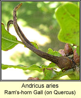Andricus aries, Ram's-horn Gall