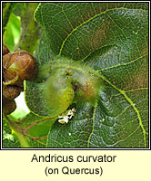 Andricus curvator