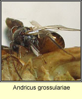Andricus grossulariae