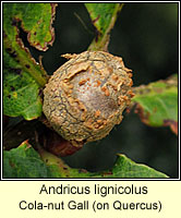 Andricus lignicolus, Cola-nut Gall