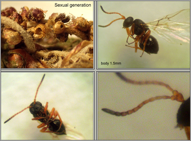 Andricus quercuscalicis, sexual gall