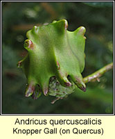 Andricus quercuscalicis, Knopper Gal