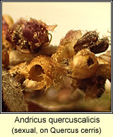 Andricus quercuscalicis (sexual)