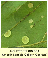 Neuroterus albipes, Smooth Spangle Gall