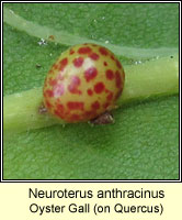 Neuroterus anthracinus, Oyster Gall