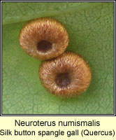 Neuroterus numismalis, Silk button spangle gall