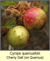 Cynips quercusfolii, Cherry Gall