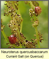 Neuroterus quercusbaccarum, Currant Gall